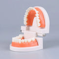 Adult Typodont Teeth Model | Dental Teaching Denture Display Dental Teaching Model QXL onesize