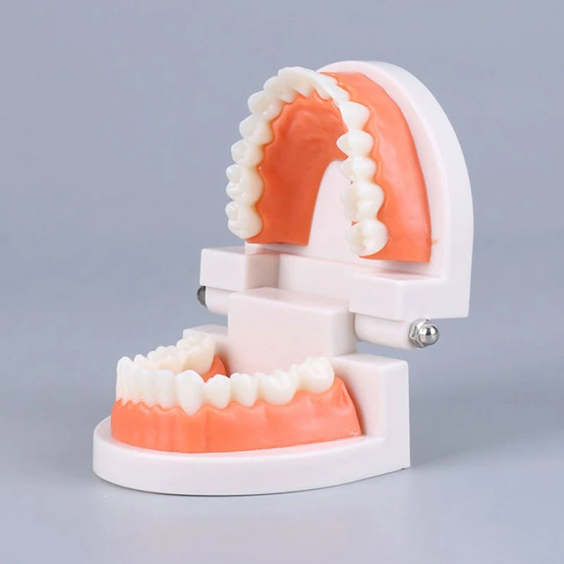 Adult Typodont Teeth Model | Dental Teaching Denture Display Dental Teaching Model QXL onesize