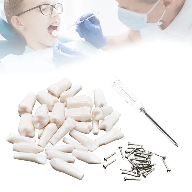 28/32-Pc Dental Typodont Teeth Model | Resin Training Aid Dental Training Model QXL