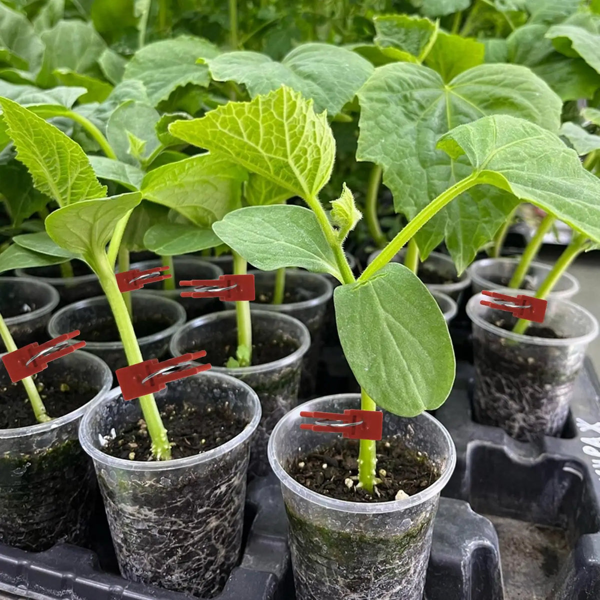 50-Pack Plant Grafting Clips for Tomatoes, Cucumbers & Melons Plant Grafting Clips QXL