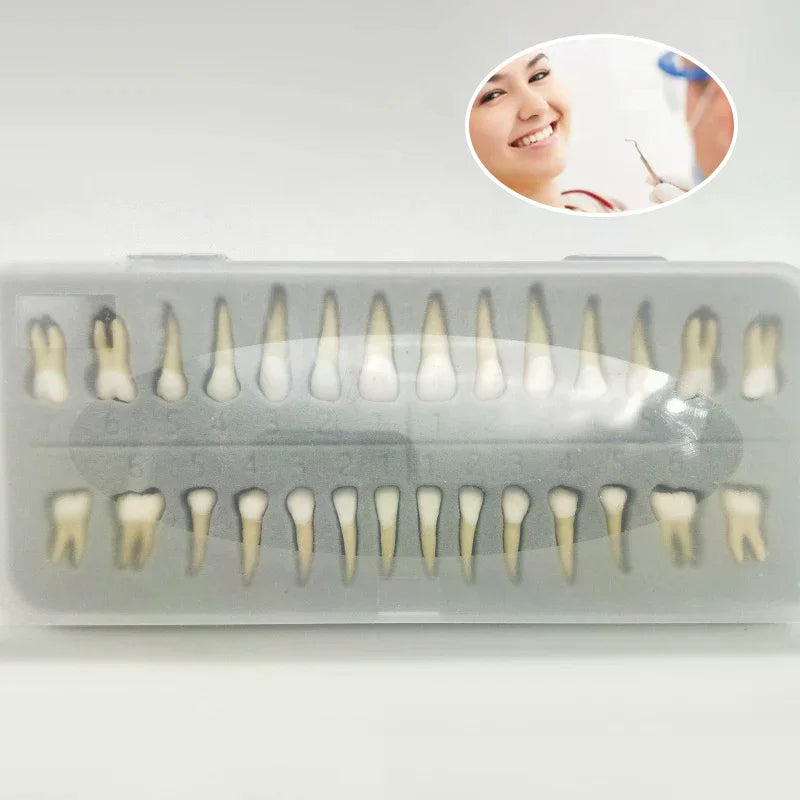 28-Tooth Permanent Dental Teaching Model | Practice & Study Dental Teaching Model QXL