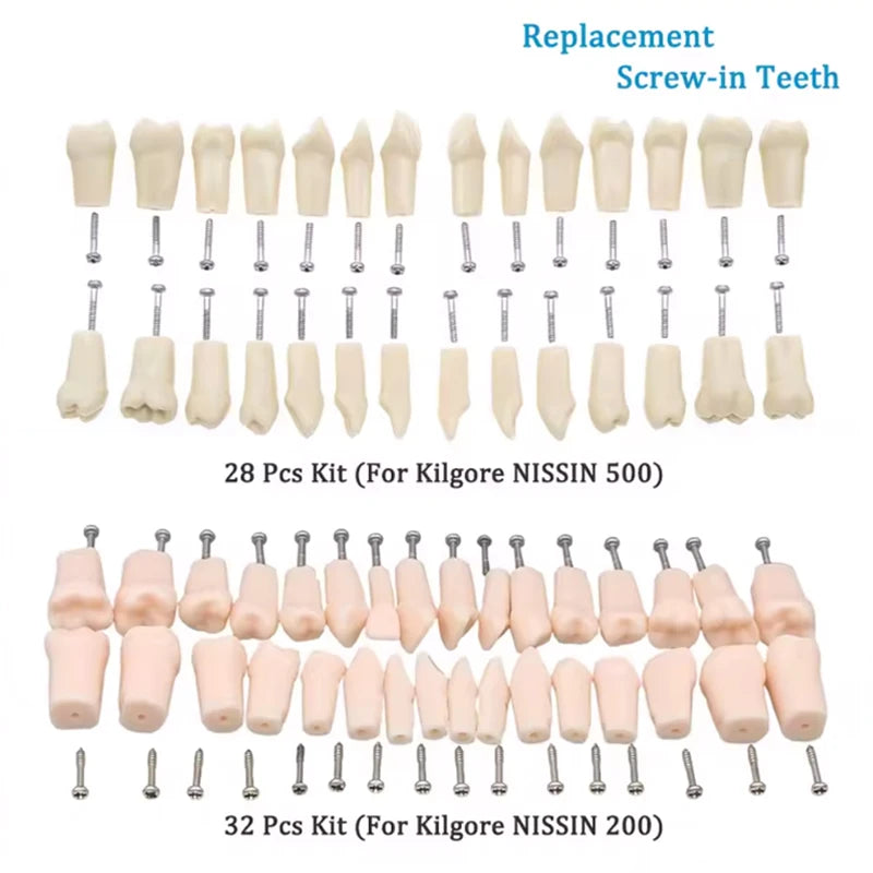 28/32-Pc Dental Typodont Teeth Model | Resin Training Set Dental Training Model QXL