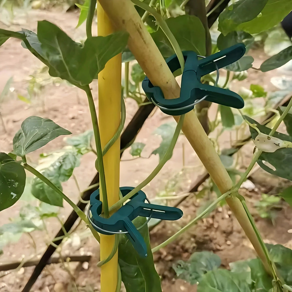 Plant Support Clips for Climbing Plants, Tomato & Vines Garden Plant Clips QXL