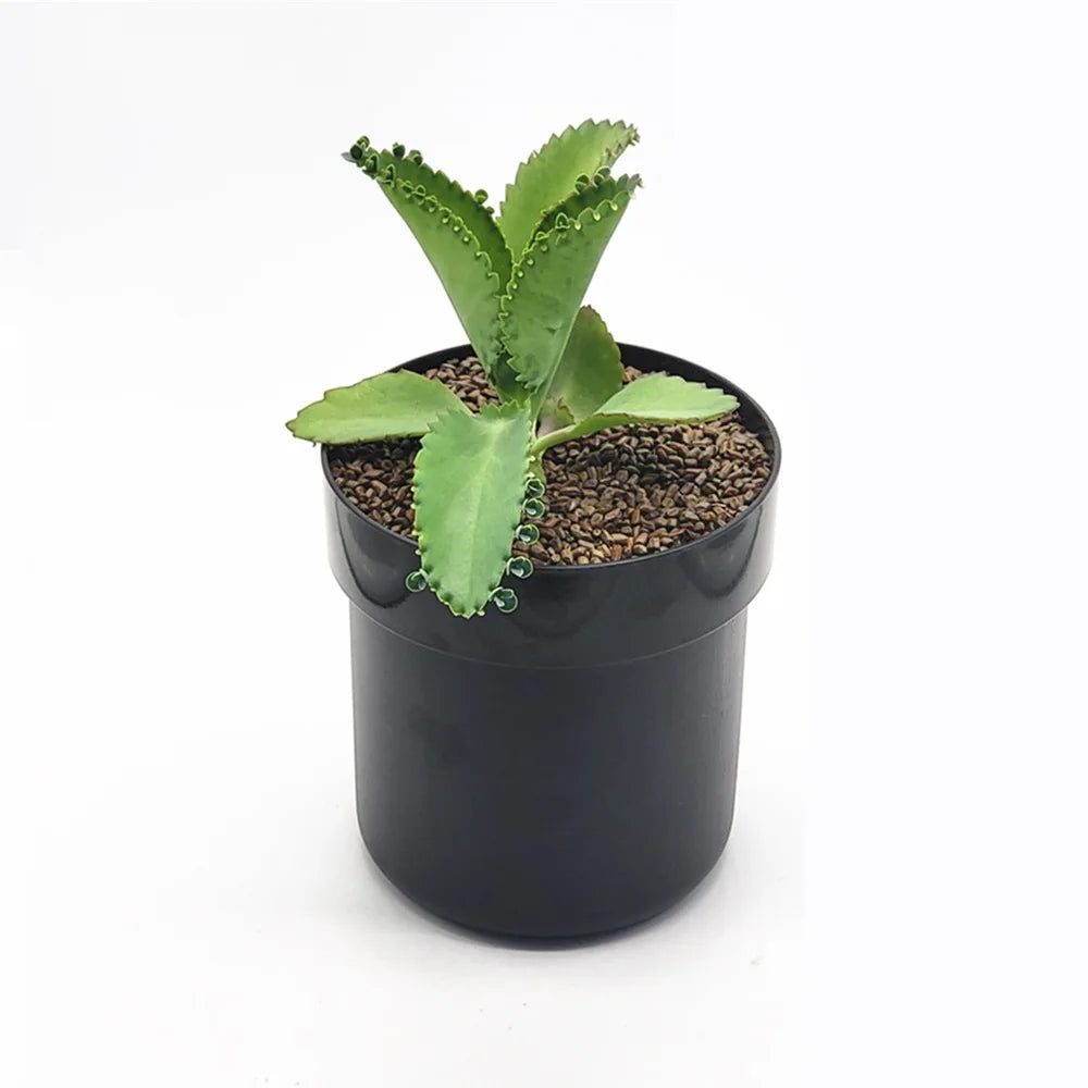 Flowerpot Secret Storage Box | Password Lock Iron Safe Hidden Safe Box QXL