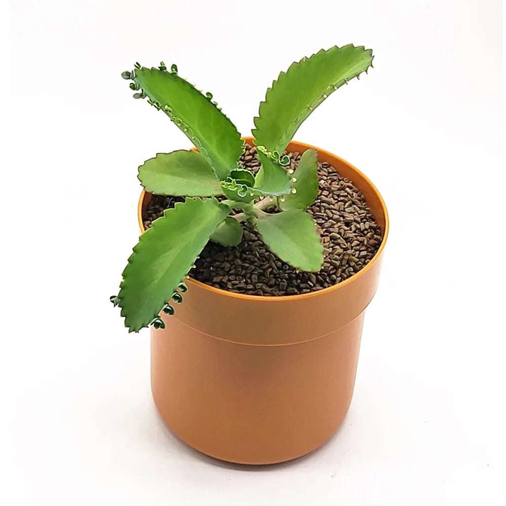 Flowerpot Secret Storage Box | Password Lock Iron Safe Hidden Safe Box QXL C