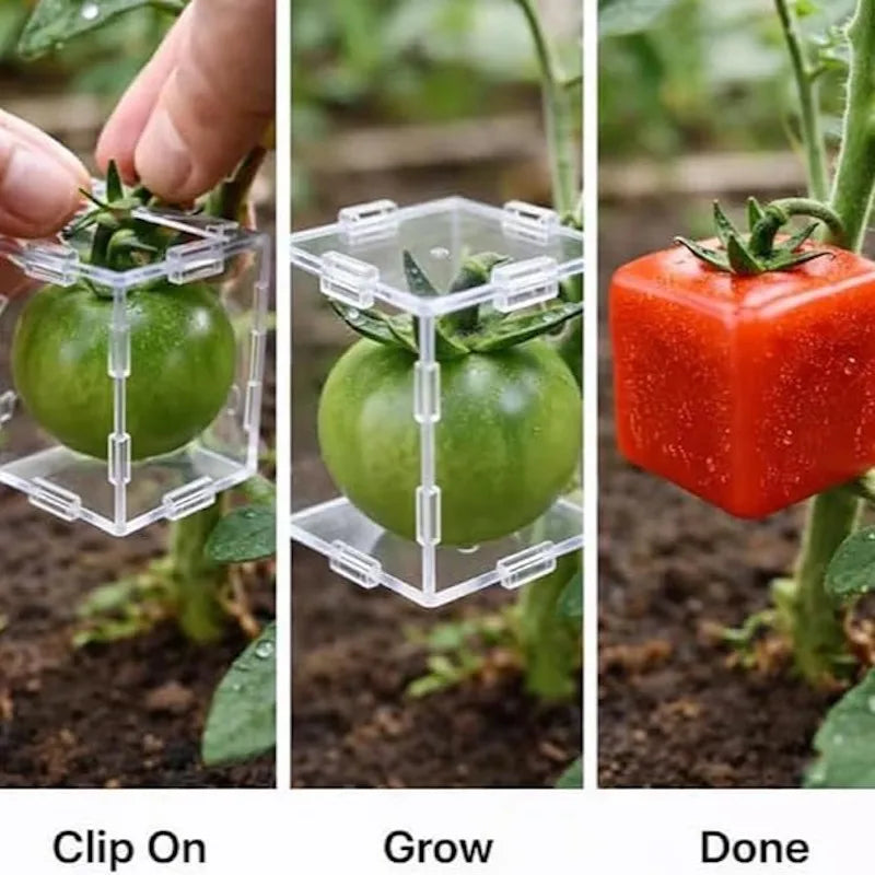 Transparent Fruit Shaping Molds – Cube & Triangle for Tomatoes Fruit Growing Mold QXL