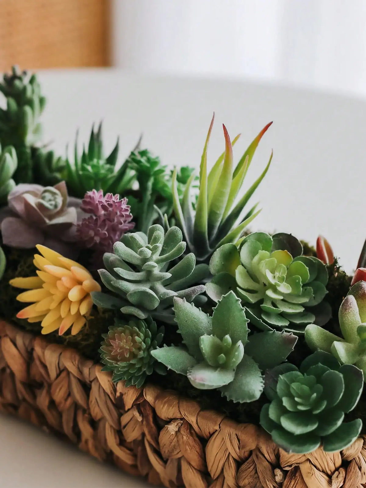 Mini Faux Succulents & Cactus Set | Flocked Artificial Plants Artificial Succulents QXL