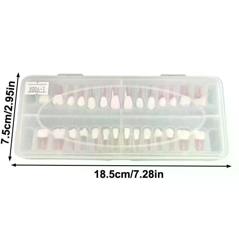 28-Pc Dental Root Canal Practice Teeth Model | Full Arch Set Dental Training Model QXL