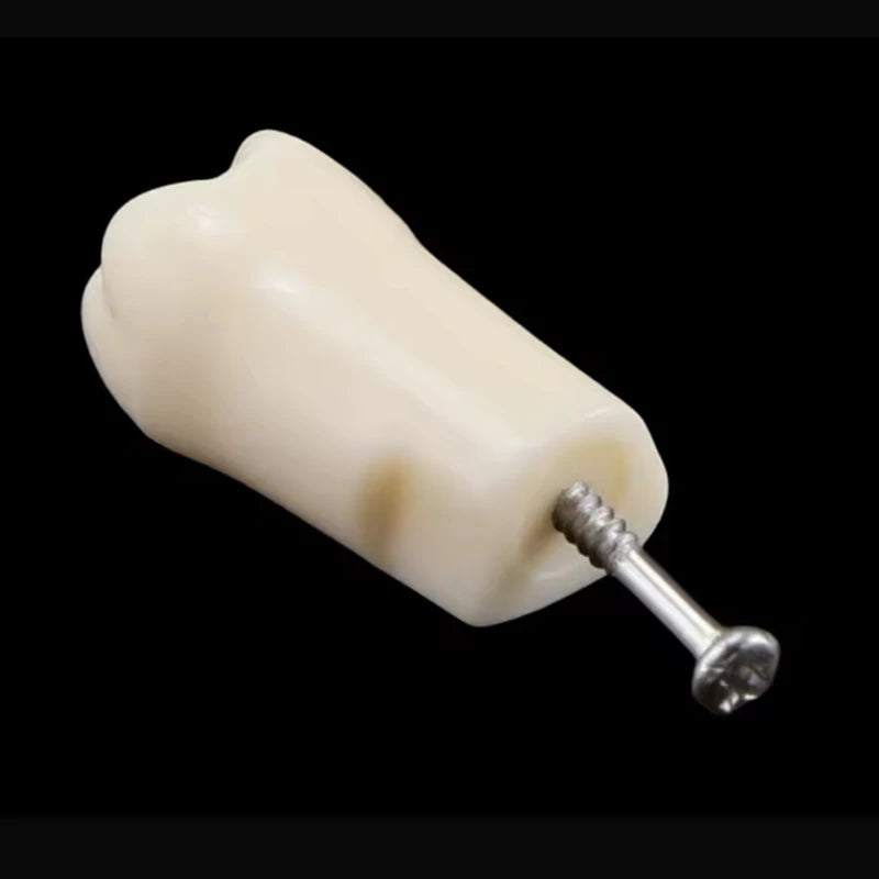 28/32-Pc Dental Typodont Teeth Model | Resin Training Aid Dental Training Model QXL