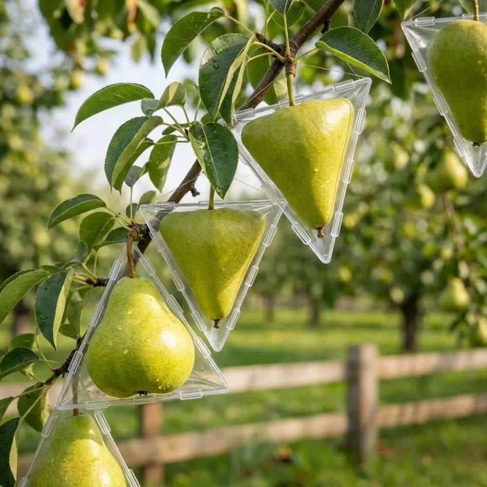 Transparent Fruit Shaping Molds – Cube & Triangle for Tomatoes Fruit Growing Mold QXL
