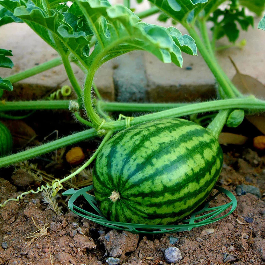 2-Pack Fruit Support Trays for Watermelon, Melon & Pumpkin Garden Fruit Support Tray QXL