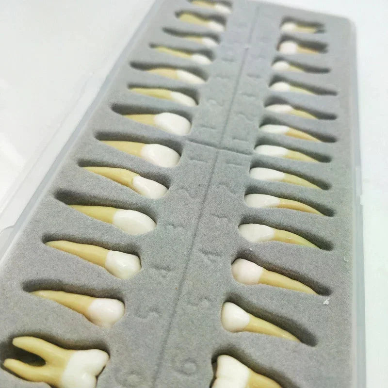28-Tooth Permanent Dental Teaching Model | Practice & Study Dental Teaching Model QXL