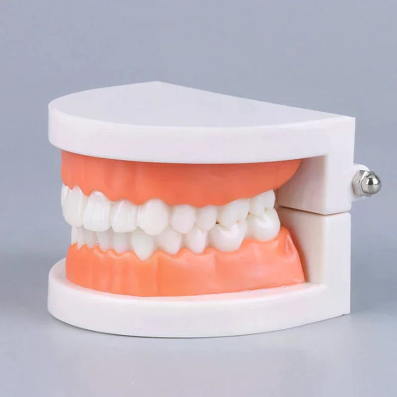 Adult Typodont Teeth Model | Dental Teaching Denture Display Dental Teaching Model QXL