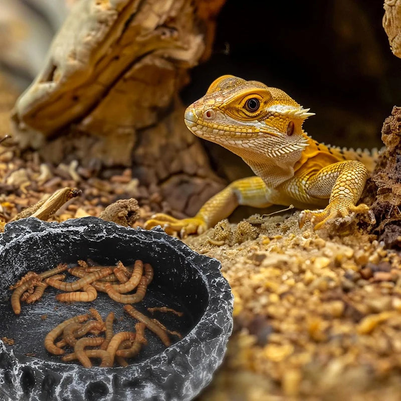 Imitation Stone Reptile Feeding & Water Bowl | Bearded Dragon Reptile Feeding Bowl QXL