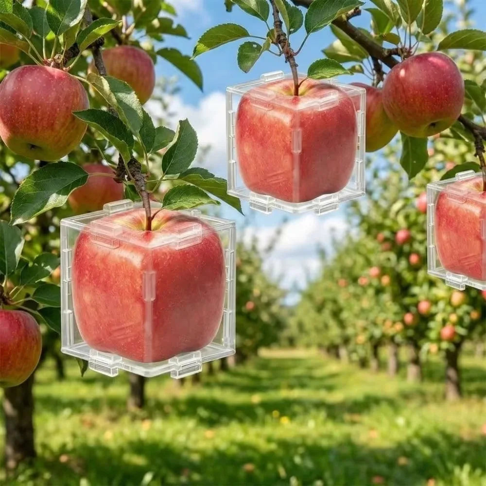 Transparent Fruit Shaping Molds – Cube & Triangle for Tomatoes Fruit Growing Mold QXL