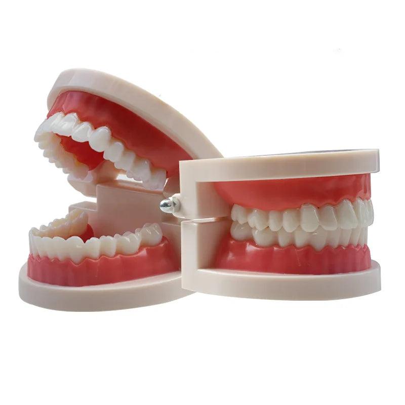 Plastic Dental Teeth Teaching Model for Students & Dentists Dental Teaching Model QXL Default Title