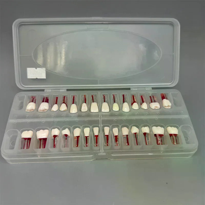 28-Pc Dental Root Canal Practice Teeth Model | Full Arch Set Dental Training Model QXL