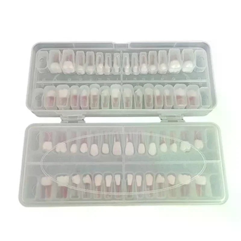 28-Pc Dental Root Canal Practice Teeth Model | Full Arch Set Dental Training Model QXL