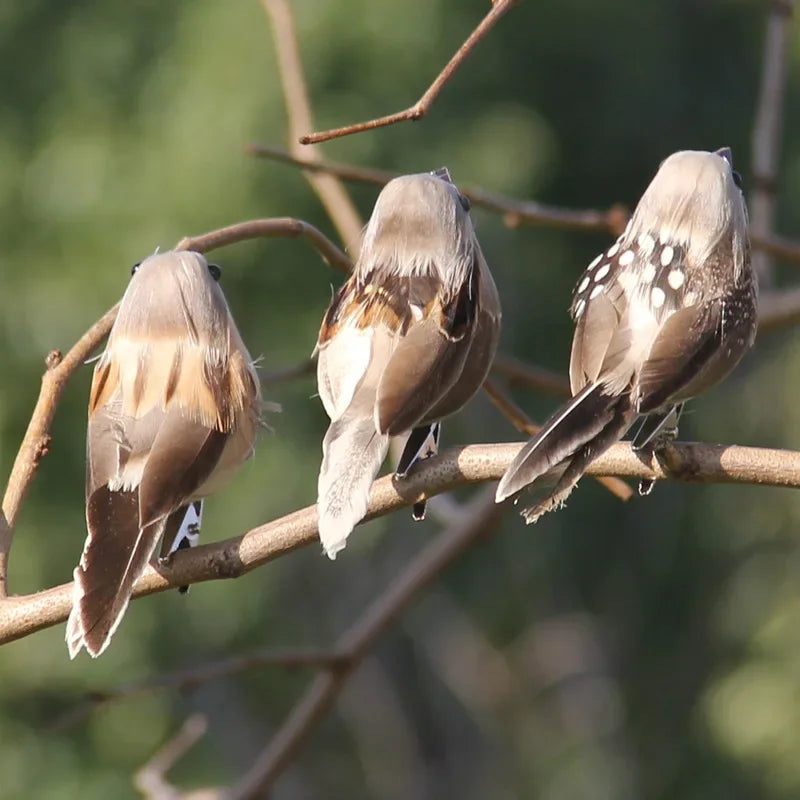 4-Pack Artificial Sparrow Clip Birds | Garden & Tree Decor Garden Bird Ornament QXL