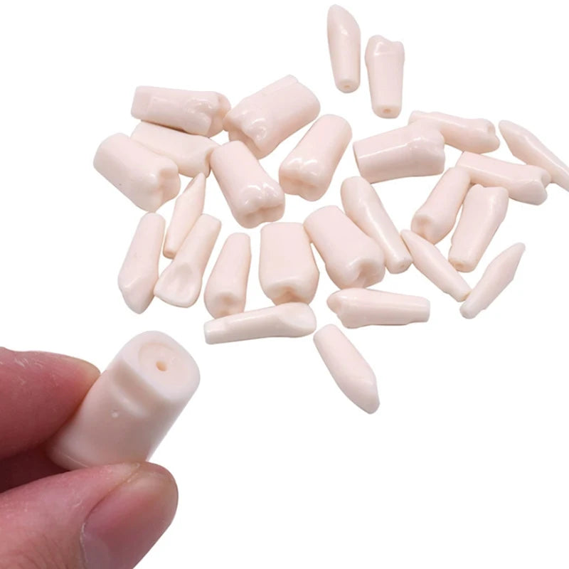 28/32-Pc Dental Typodont Teeth Model | Resin Training Aid Dental Training Model QXL