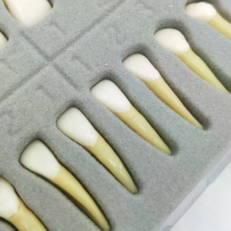 28-Tooth Permanent Dental Teaching Model | Practice & Study Dental Teaching Model QXL
