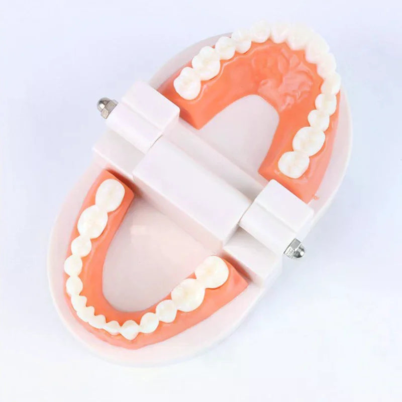 Adult Typodont Teeth Model | Dental Teaching Denture Display Dental Teaching Model QXL