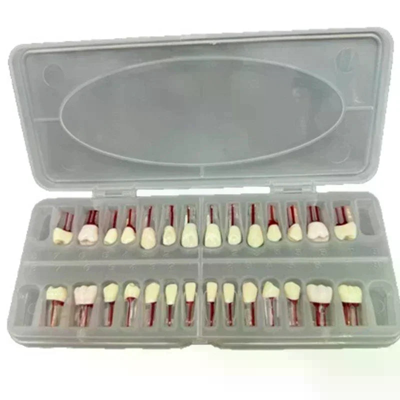 28-Pc Dental Root Canal Practice Teeth Model | Full Arch Set Dental Training Model QXL