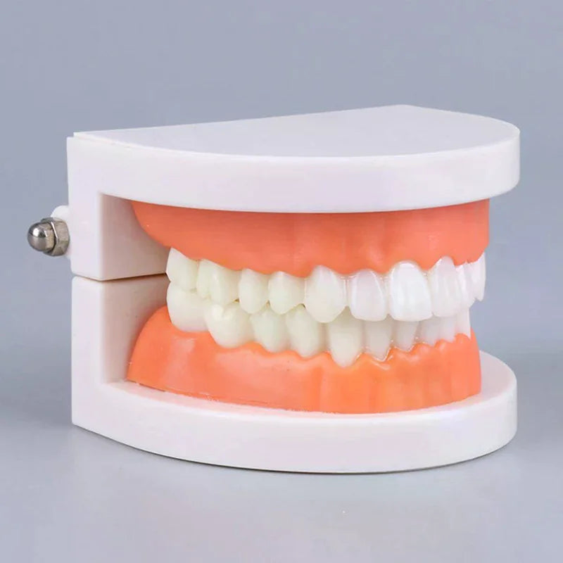 Adult Typodont Teeth Model | Dental Teaching Denture Display Dental Teaching Model QXL