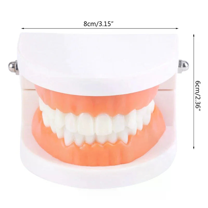 Adult Typodont Teeth Model | Dental Teaching Denture Display Dental Teaching Model QXL