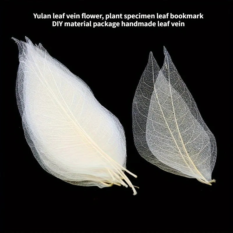 DIY Skeletal Magnolia Leaf Craft Set | Wooden Leaf Veins Black DIY Craft Kit QXL