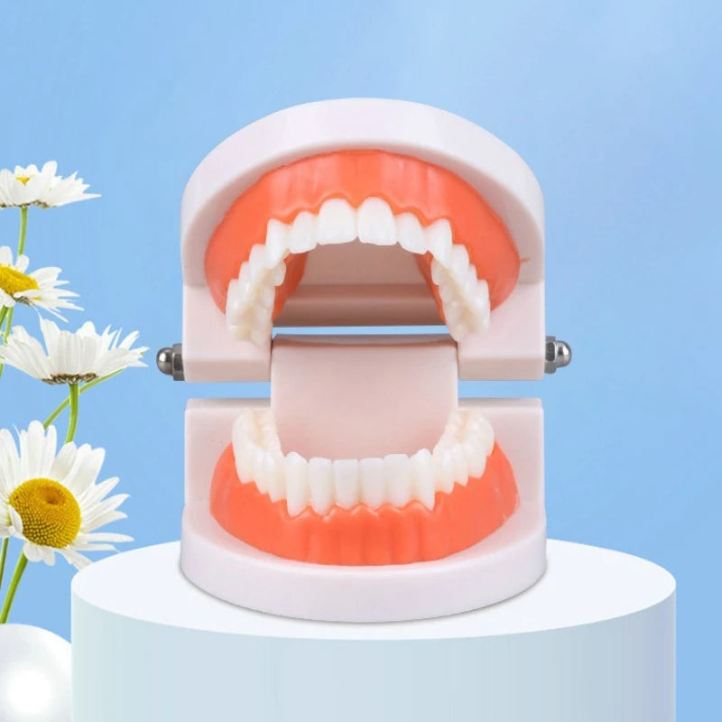 Plastic Dental Teeth Teaching Model for Students & Dentists Dental Teaching Model QXL