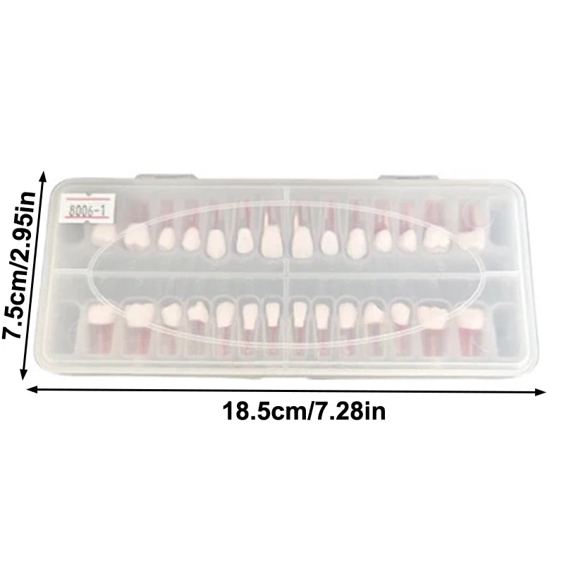 28-Pc Dental Root Canal Practice Teeth Model | Full Arch Set Dental Training Model QXL Onesize