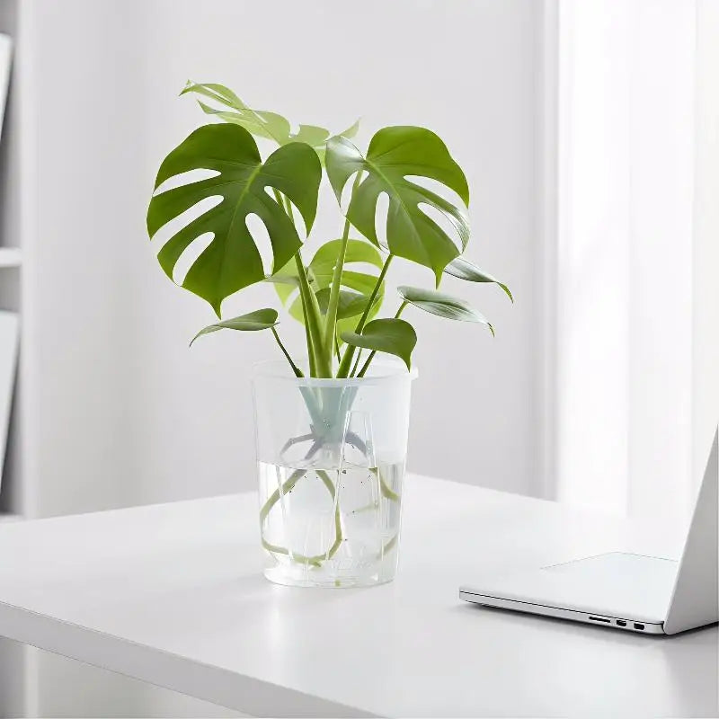 Transparent Self-Watering Double Layer Planter Pot | Drainage Self-Watering Planter QXL