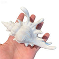 Iridescent Seashell Hair Claw Clip | 3D Conch Design Women Hair Claw Clip QXL B