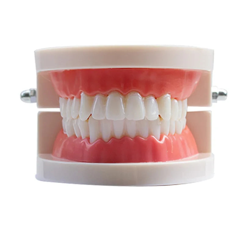 Plastic Dental Teeth Teaching Model for Students & Dentists Dental Teaching Model QXL