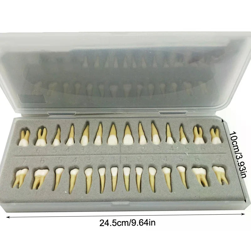 28-Tooth Permanent Dental Teaching Model | Practice & Study Dental Teaching Model QXL