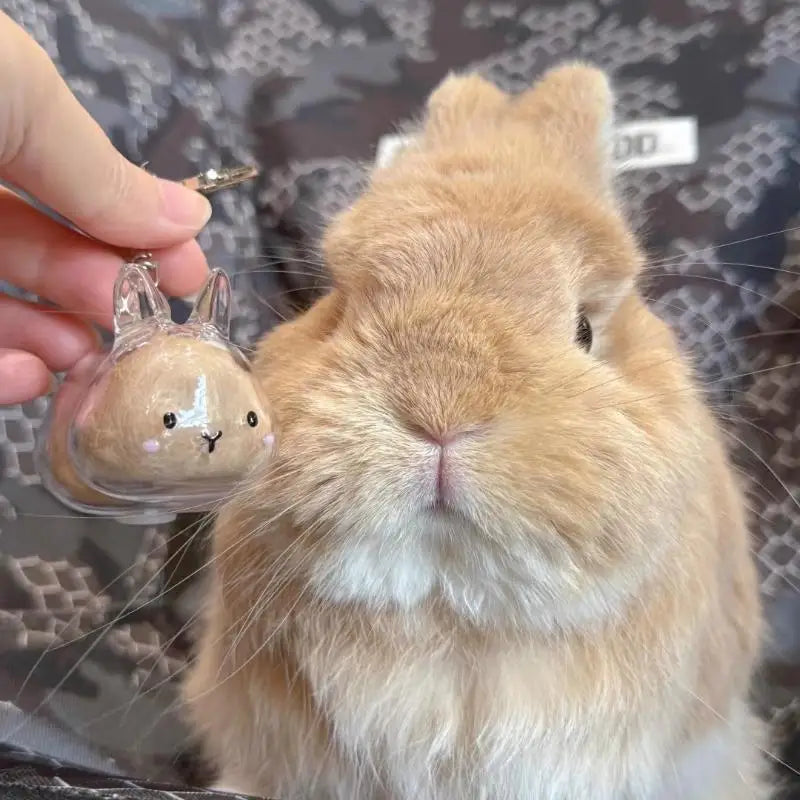 Cute Rabbit Pet Fur Keepsake Keychain | Transparent Storage Box Pet Keepsake Keychain QXL