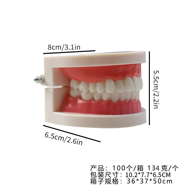 Plastic Dental Teeth Teaching Model for Students & Dentists Dental Teaching Model QXL