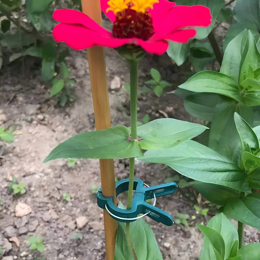 Plant Support Clips for Climbing Plants, Tomato & Vines Garden Plant Clips QXL