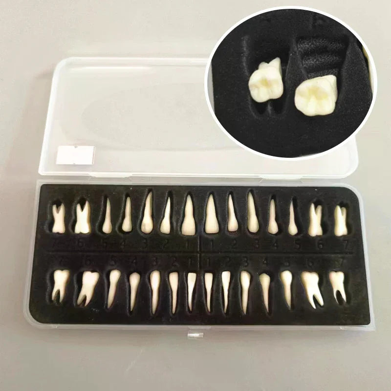 28-Tooth Permanent Dental Teaching Model | Practice & Study Dental Teaching Model QXL