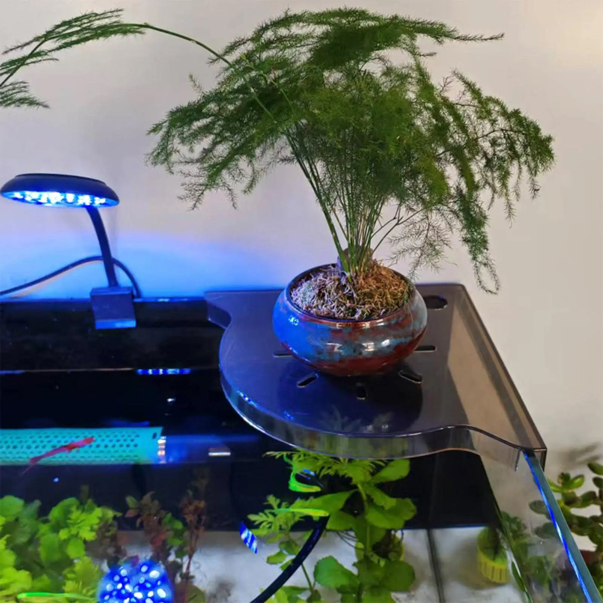 Aquarium Corner Shelf | Coral Frag Rack & Tank Organizer Aquarium Corner Shelf QXL