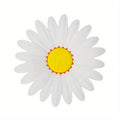 Flower Shaped Silicone Soap Dish | No-Drill Drain Holder Soap Dish QXL White