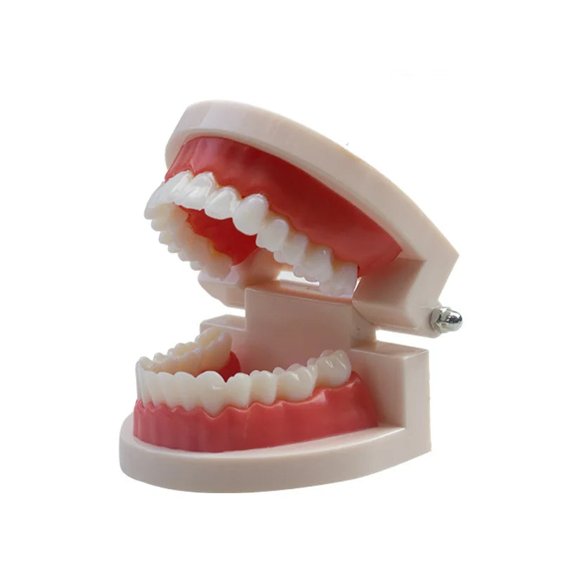 Plastic Dental Teeth Teaching Model for Students & Dentists Dental Teaching Model QXL
