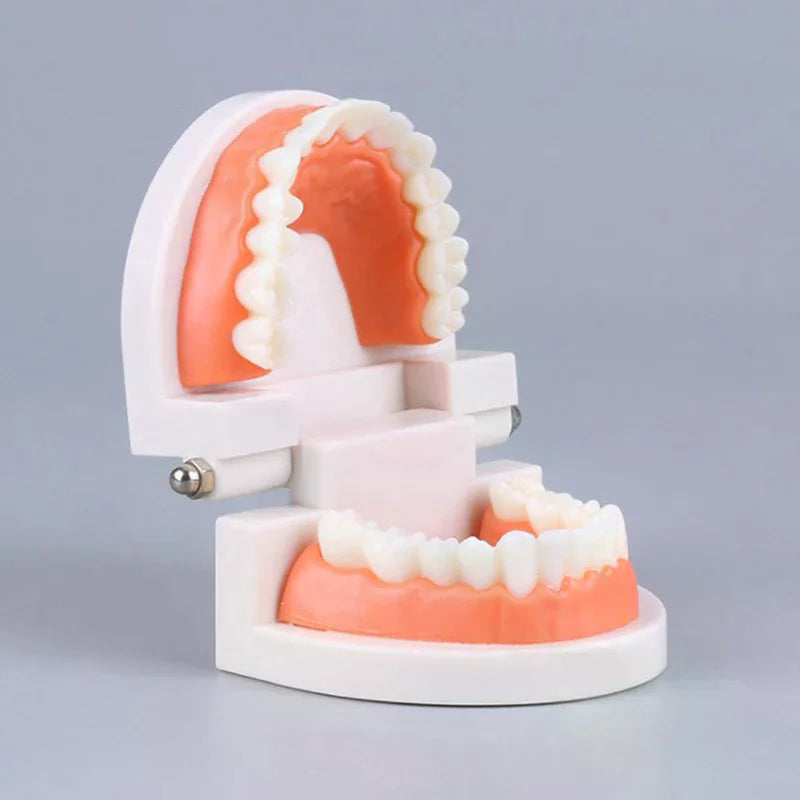Adult Typodont Teeth Model | Dental Teaching Denture Display Dental Teaching Model QXL