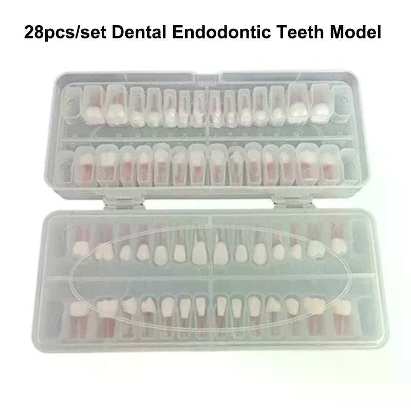 28-Pc Dental Root Canal Practice Teeth Model | Full Arch Set Dental Training Model QXL