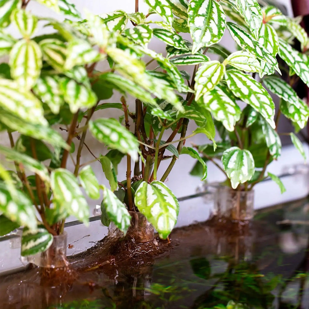 6-Pack Aquarium Plant Holder Cups | Fish Tank Planter Support Aquarium Plant Holder QXL