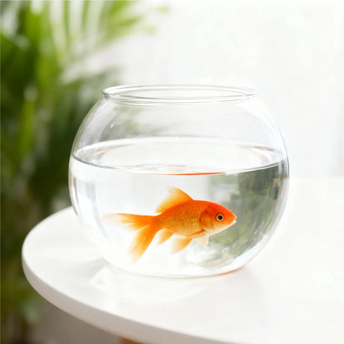 Clear Bubble Fish Bowl | Mini Aquarium & Table Centerpiece Bubble Fish Bowl QXL