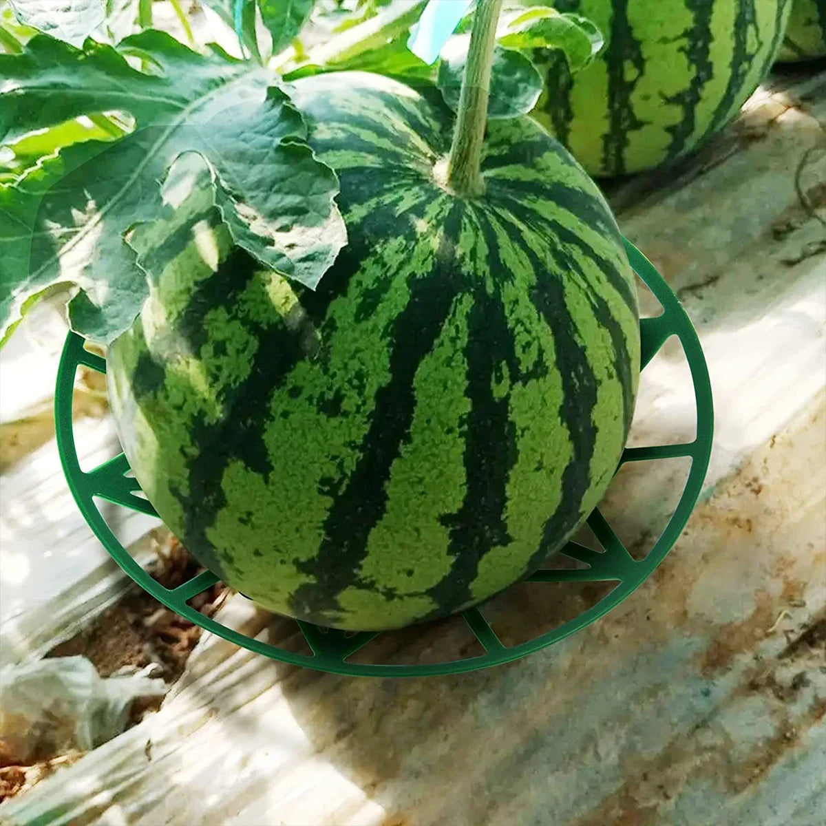 2-Pack Fruit Support Trays for Watermelon, Melon & Pumpkin Garden Fruit Support Tray QXL